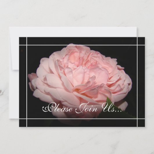 Koraal Roos II Uitnodigingen tot hernieuwing van d (Voorkant)