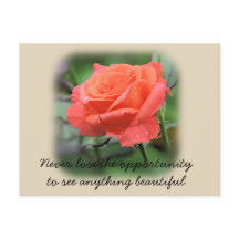 Koraal Roos met regenspoelen