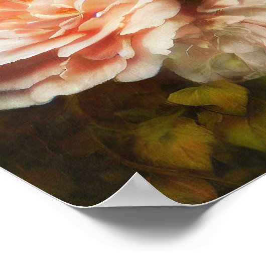  koraal roos poster (Hoek)