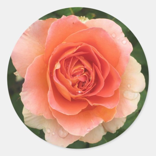 Koraal Roos Sticker (Voorkant)