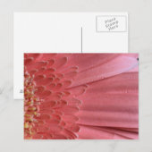 koraal roze Gerbera Daisy Briefkaart (Voorkant / Achterkant)