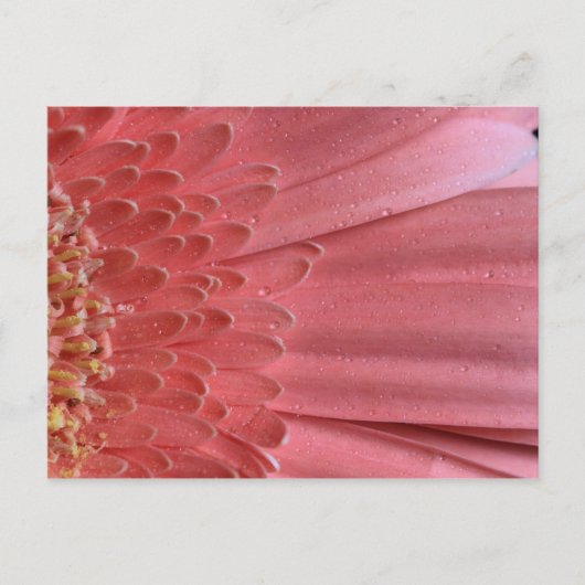 koraal roze Gerbera Daisy Briefkaart (Voorkant)