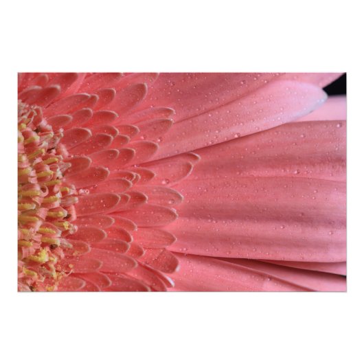 koraal roze Gerbera Daisy Foto Afdruk (Voorkant)