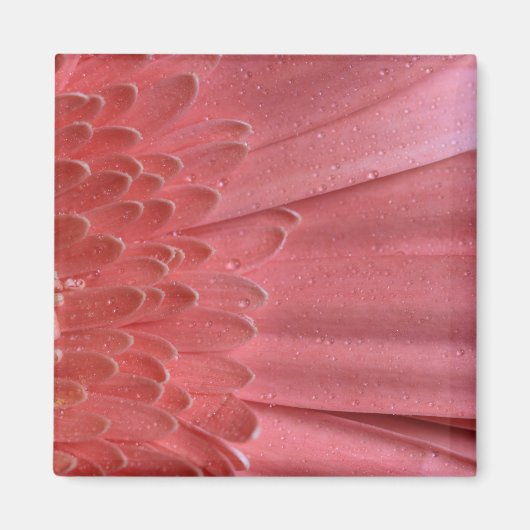 koraal roze Gerbera Daisy Magneet (Voorkant)