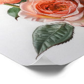 Koraal Rozen Bloemen Art Print Poster (Hoek)