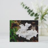 Koraal Shelf Fungus Briefkaart (Staand voorkant)