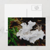 Koraal Shelf Fungus Briefkaart (Voorkant / Achterkant)