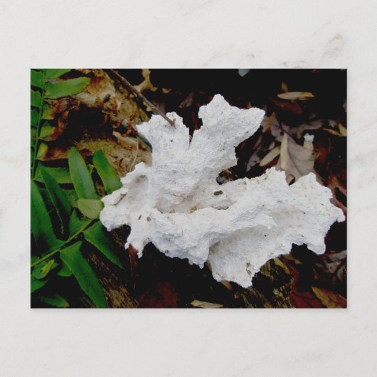 Koraal Shelf Fungus Briefkaart (Voorkant)