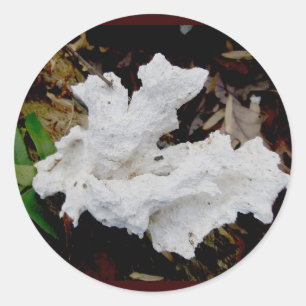 Koraal Shelf Fungus Stickers