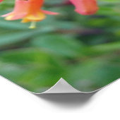 Koraal Trompet Honeysuckle Foto geschenken Poster (Hoek)