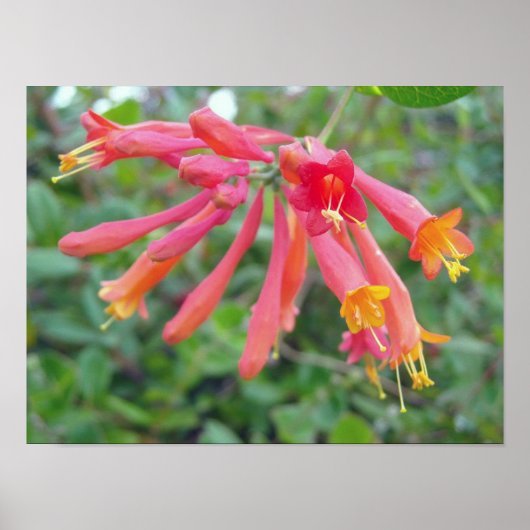 Koraal Trompet Honeysuckle Foto geschenken Poster (Voorkant)