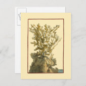 Koraal van het Zee Briefkaart (Voorkant / Achterkant)