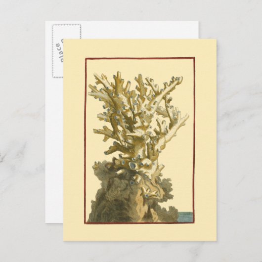 Koraal van het Zee Briefkaart (Voorkant / Achterkant)