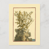 Koraal van het Zee Briefkaart (Voorkant)