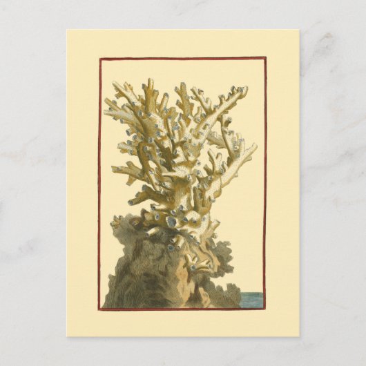 Koraal van het Zee Briefkaart (Voorkant)