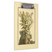 Koraal van het Zee Klembord (Rechts)