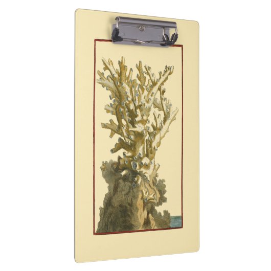 Koraal van het Zee Klembord (Rechts)