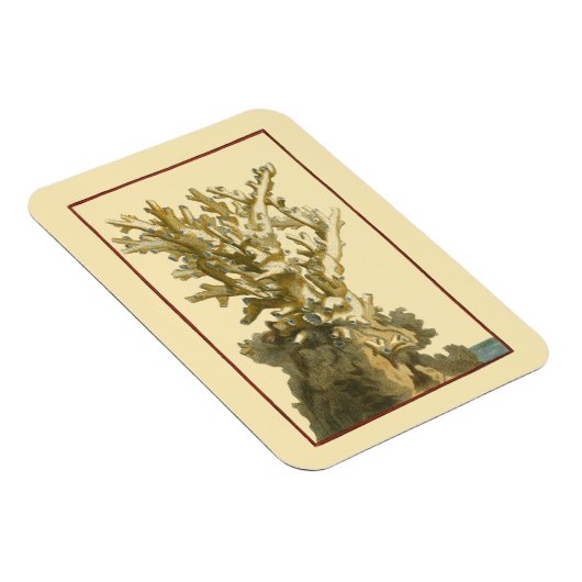 Koraal van het Zee Magneet (Rechterzijde)