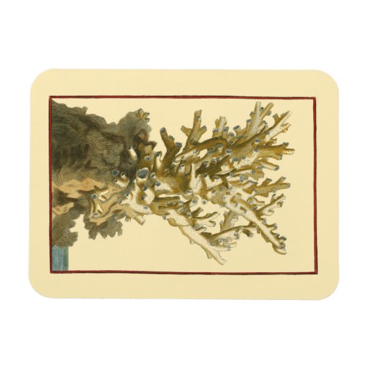 Koraal van het Zee Magneet (Horizontaal)