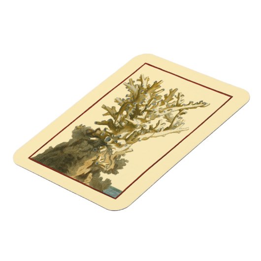 Koraal van het Zee Magneet (Linkerzijde)