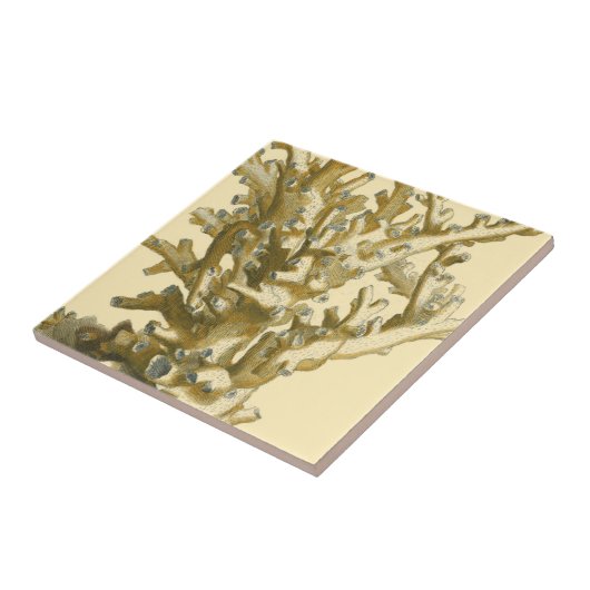 Koraal van het Zee Tegeltje (Zijkant)