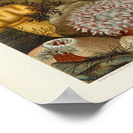 Koraal Zee Anemone Marine Life Print (Hoek)