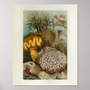 Koraal Zee Anemone Marine Life Print