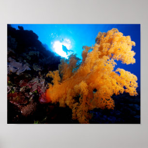 Koraal Zee - Diver en zacht koraal - Poster