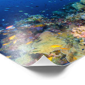 Koraal Zee Foto afdrukken (Hoek)