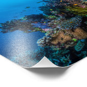 Koraal Zee Foto afdrukken (Hoek)