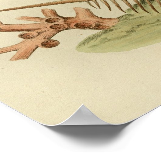 Koraal Zee Shell Kleur Kunstafdrukken Poster (Hoek)