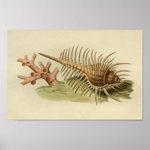 Koraal Zee Shell Kleur Kunstafdrukken Poster