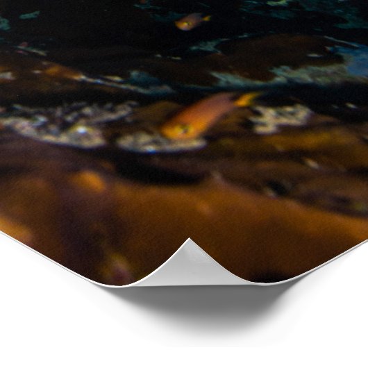 Koraal Zee - Tropische vis en rif - Poster (Hoek)