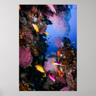 Koraal Zee - Tropische vis en rif - Poster