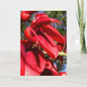 koraalboom van de kokspur kaart (Voorkant)