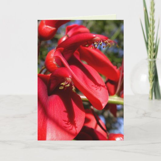 koraalboom van de kokspur kaart (Voorkant)