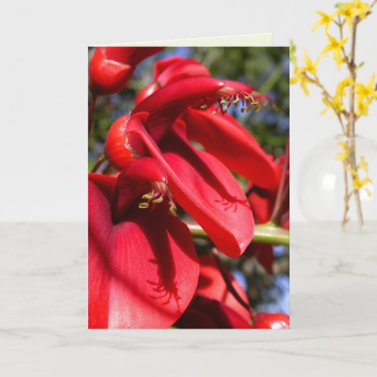 koraalboom van de kokspur kaart (Gele Bloem)