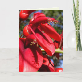 koraalboom van de kokspur kaart