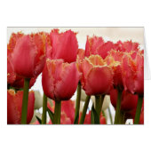 Koraalbuizen Foto | Florence-Wenskaart (Voorkant Horizontaal)