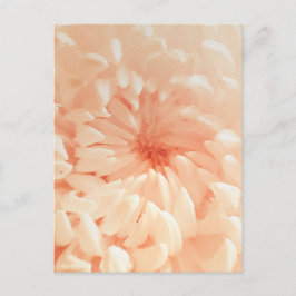 koraalchrysant briefkaart