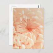 koraalchrysant briefkaart (Voorkant / Achterkant)