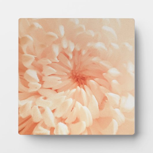 koraalchrysant fotoplaat (Voorkant)