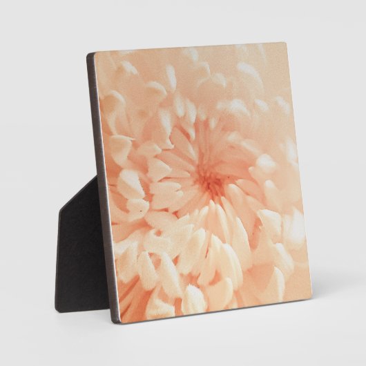 koraalchrysant fotoplaat (Voorkant)