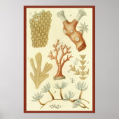  koraaldieren, Wetenschapsboek Biologie Poster (Voorkant)