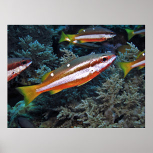 Koraalforel Poster