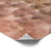 Koraalgarnaal in de sponge poster (Hoek)