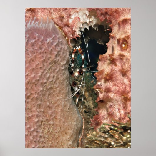Koraalgarnaal in de sponge poster (Voorkant)