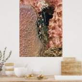 Koraalgarnaal in de sponge poster (Keuken)