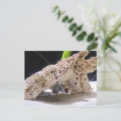 Koraalgebonden garnalen briefkaart (Staand voorkant)
