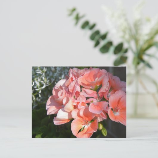 Koraalgerantros Briefkaart (Staand voorkant)